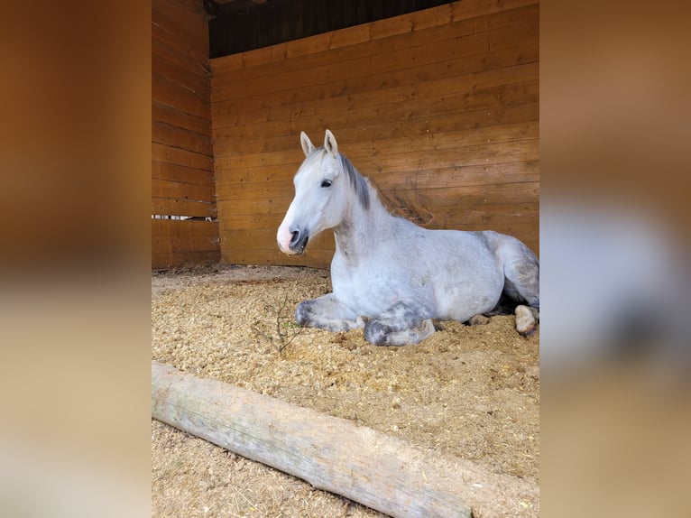 Trakehner Caballo castrado 14 años 168 cm Tordo in Neukirchen/Erzgebirge