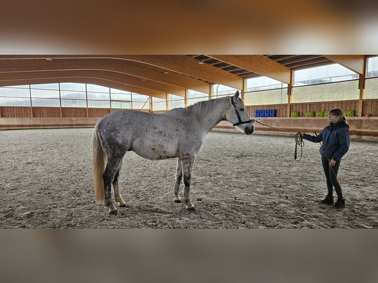 Trakehner Caballo castrado 14 años 168 cm Tordo in Neukirchen/Erzgebirge