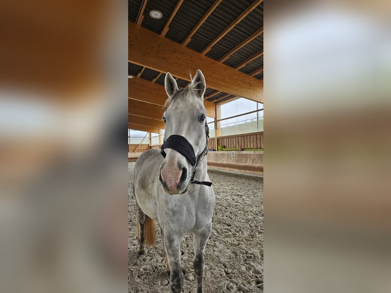 Trakehner Caballo castrado 14 años 168 cm Tordo in Neukirchen/Erzgebirge