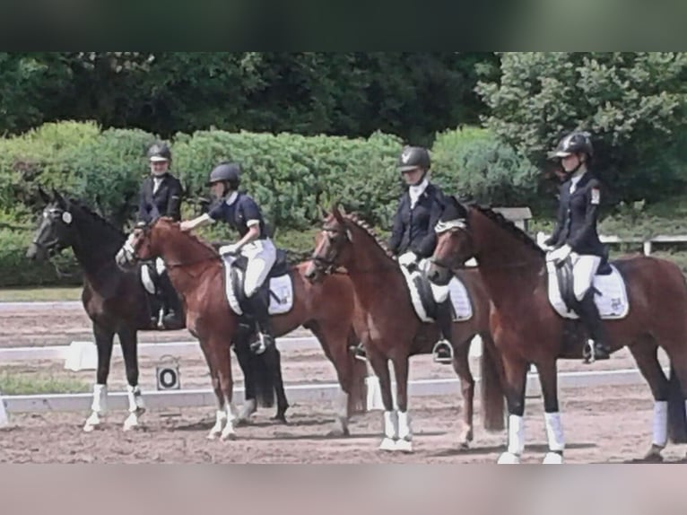 Trakehner Caballo castrado 14 años 169 cm Castaño oscuro in Weinheim