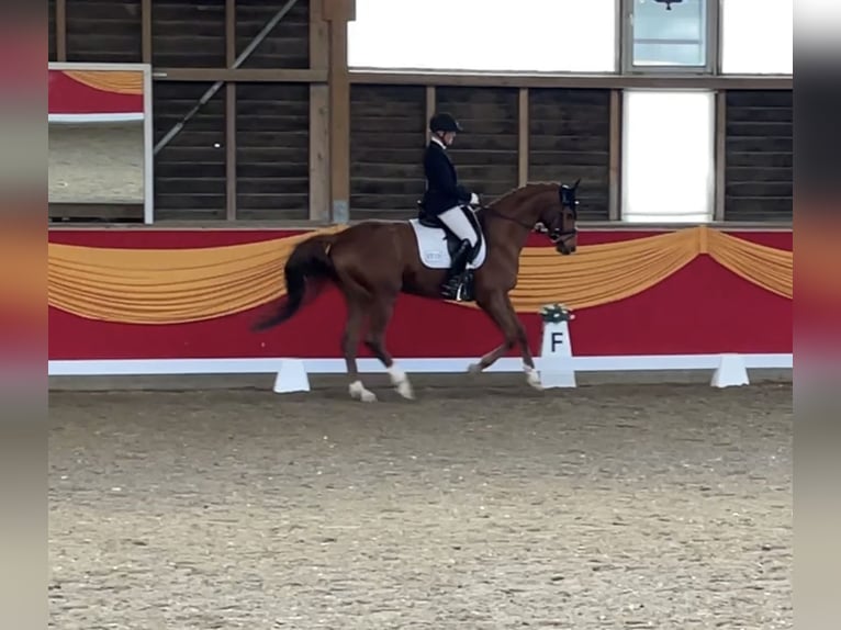 Trakehner Caballo castrado 14 años 170 cm Alazán in Bad Dürrheim