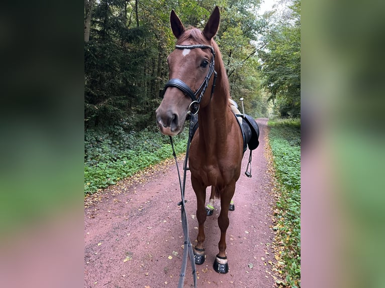 Trakehner Caballo castrado 14 años 170 cm Alazán in Schmelz