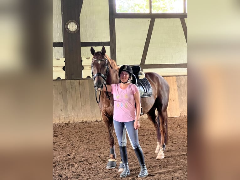 Trakehner Caballo castrado 14 años 170 cm Alazán in Schmelz