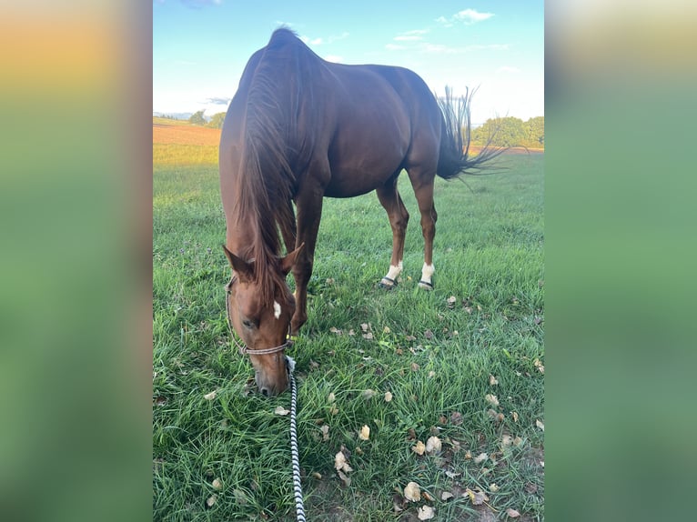 Trakehner Caballo castrado 14 años 170 cm Alazán in Schmelz