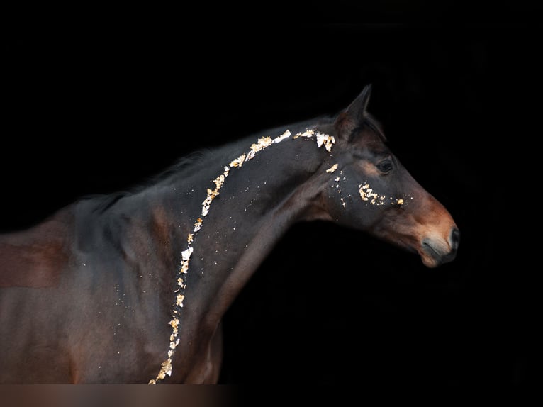 Trakehner Caballo castrado 14 años 177 cm Castaño oscuro in Emden