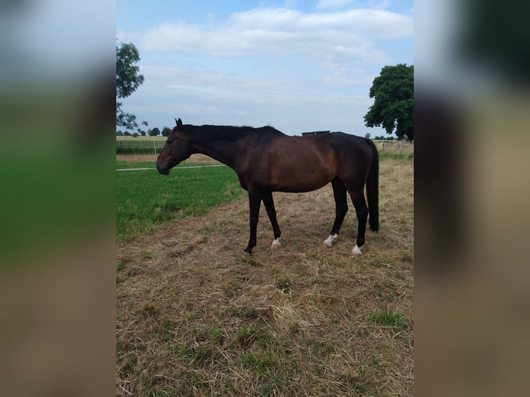 Trakehner Caballo castrado 15 años 162 cm Castaño oscuro in Hohenhameln