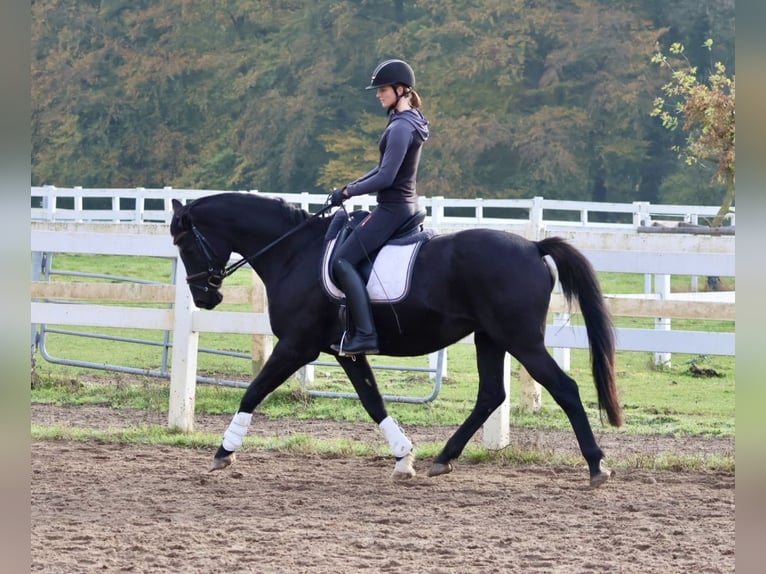 Trakehner Caballo castrado 15 años 165 cm Negro in Bad Oldesloe