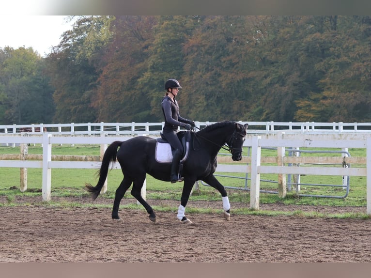 Trakehner Caballo castrado 15 años 165 cm Negro in Bad Oldesloe