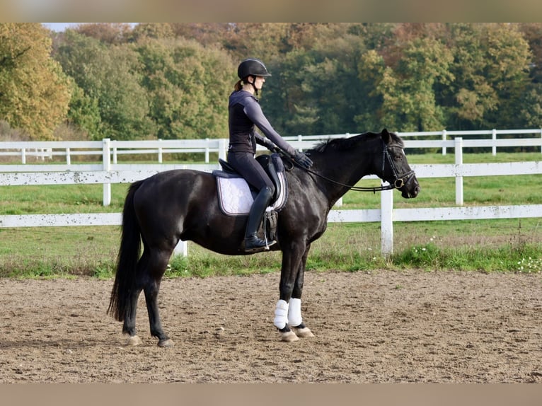 Trakehner Caballo castrado 15 años 165 cm Negro in Bad Oldesloe