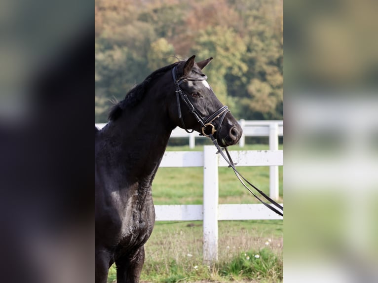 Trakehner Caballo castrado 15 años 165 cm Negro in Bad Oldesloe