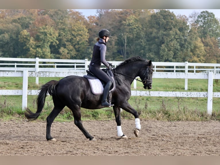 Trakehner Caballo castrado 15 años 165 cm Negro in Bad Oldesloe