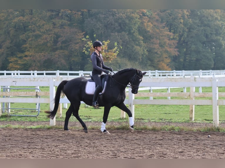 Trakehner Caballo castrado 15 años 165 cm Negro in Bad Oldesloe