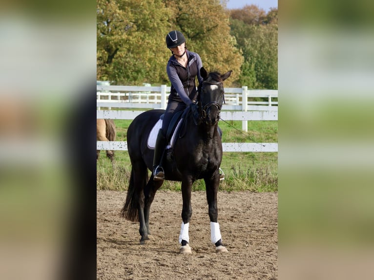 Trakehner Caballo castrado 15 años 165 cm Negro in Bad Oldesloe