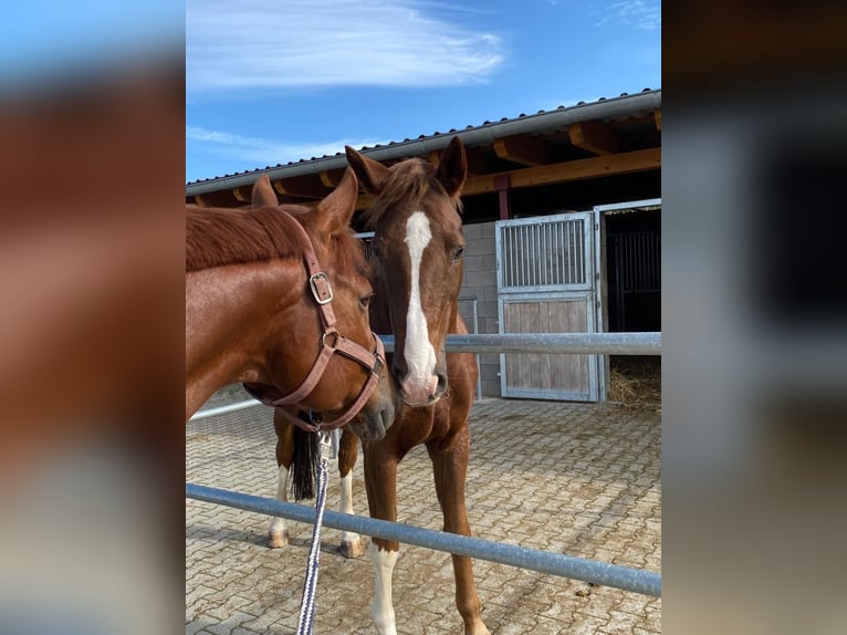 Trakehner Caballo castrado 15 años 170 cm Alazán-tostado in Brechen