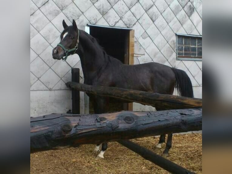Trakehner Caballo castrado 15 años 172 cm Morcillo in Bodenwerder