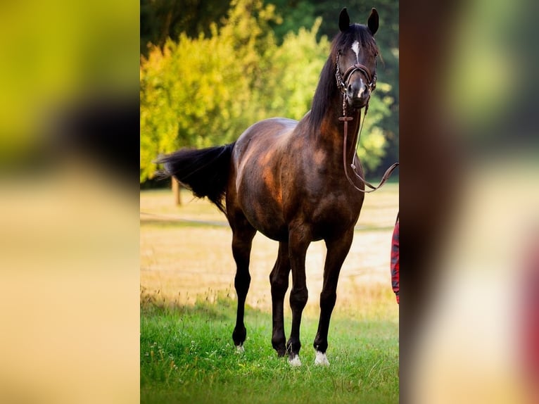 Trakehner Caballo castrado 15 años 172 cm Morcillo in Bodenwerder