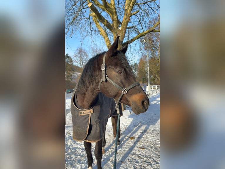 Trakehner Caballo castrado 15 años 172 cm Morcillo in Bodenwerder