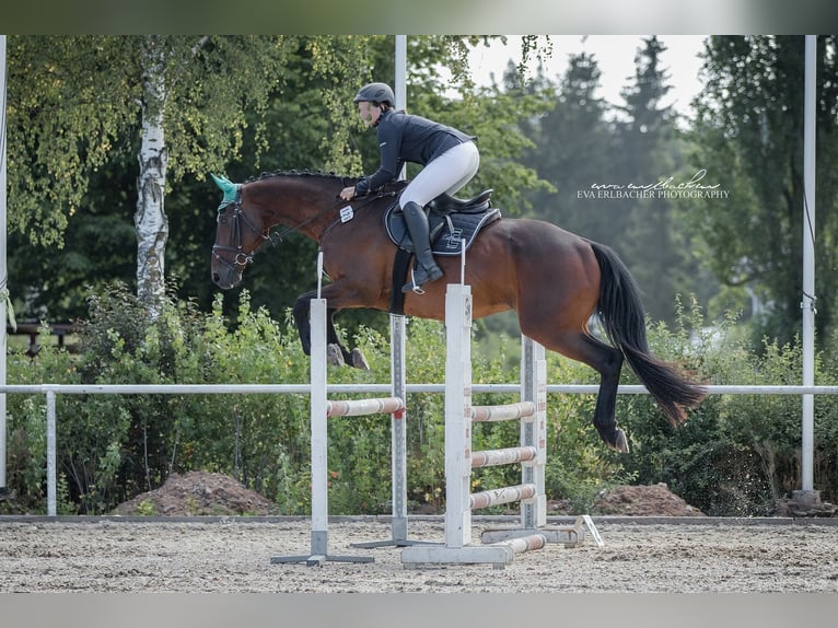 Trakehner Caballo castrado 15 años 174 cm Castaño in Neuendettelsau