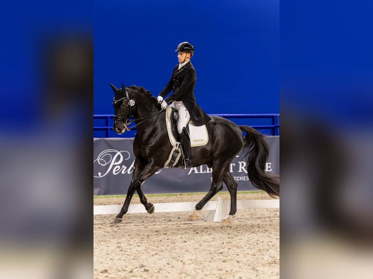 Trakehner Caballo castrado 15 años Negro in Grzmiąca, Masovian voivodeship