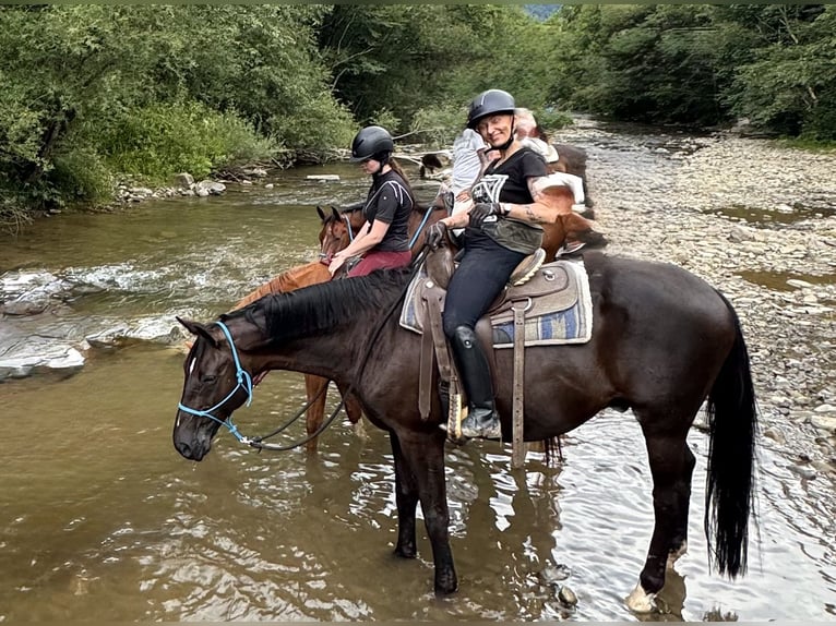 Trakehner Caballo castrado 15 años Negro in Grzmiąca, Masovian voivodeship