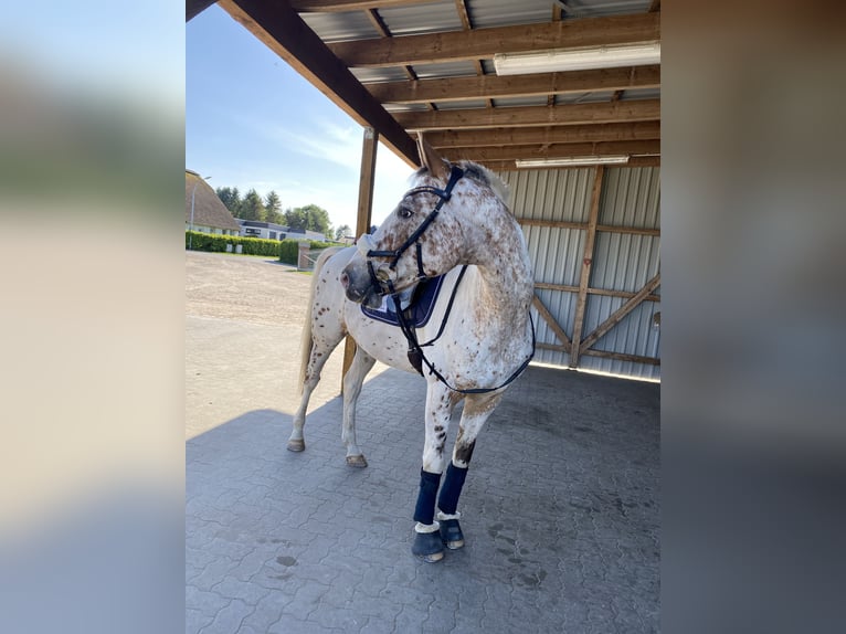 Trakehner Mestizo Caballo castrado 16 años 163 cm Pío in Heist