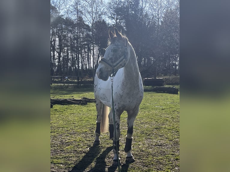 Trakehner Mestizo Caballo castrado 16 años 163 cm Pío in Heist