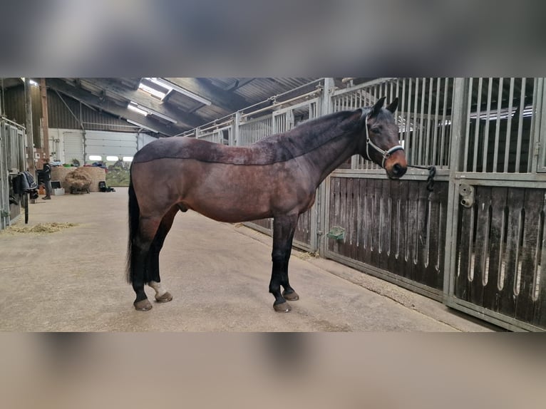 Trakehner Caballo castrado 16 años 165 cm Castaño in Jevenstedt