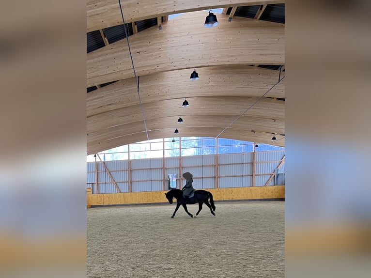 Trakehner Caballo castrado 16 años 165 cm Castaño in Jevenstedt