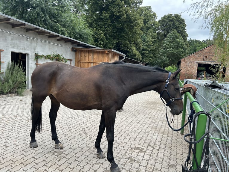 Trakehner Caballo castrado 16 años 165 cm Castaño oscuro in Langerwisch