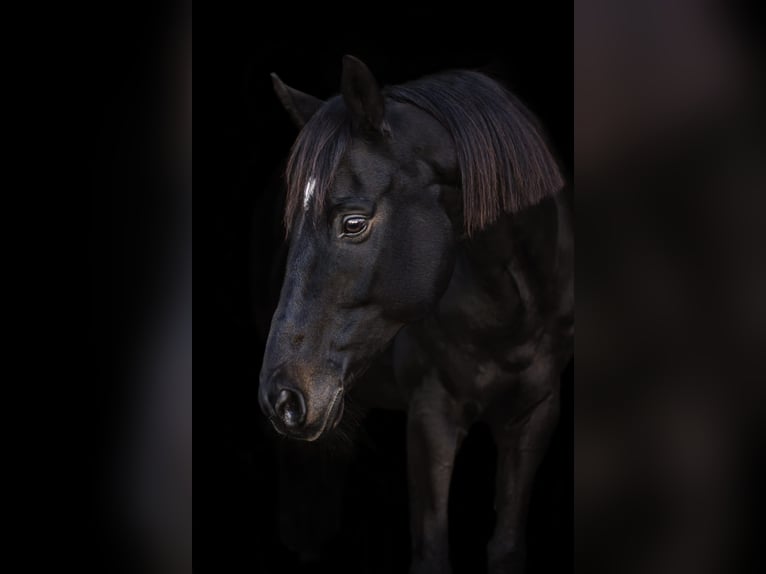 Trakehner Caballo castrado 16 años 168 cm Morcillo in Horst