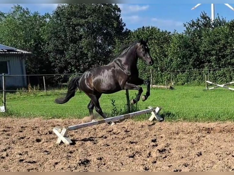 Trakehner Caballo castrado 16 años 168 cm Morcillo in Horst