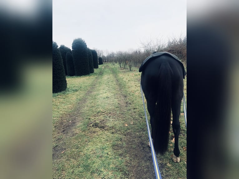 Trakehner Caballo castrado 16 años 168 cm Morcillo in Horst