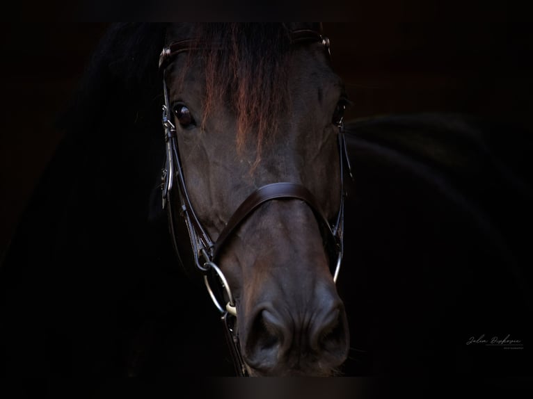 Trakehner Caballo castrado 16 años 170 cm Morcillo in Horb am Neckar