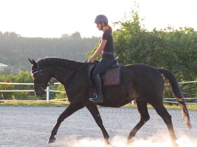 Trakehner Caballo castrado 16 años 170 cm Morcillo in Horb am Neckar