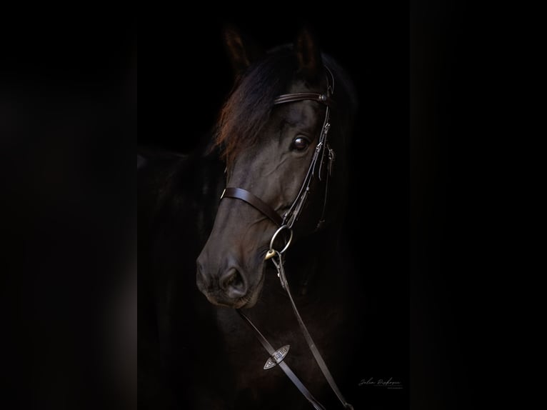 Trakehner Caballo castrado 16 años 170 cm Morcillo in Horb am Neckar