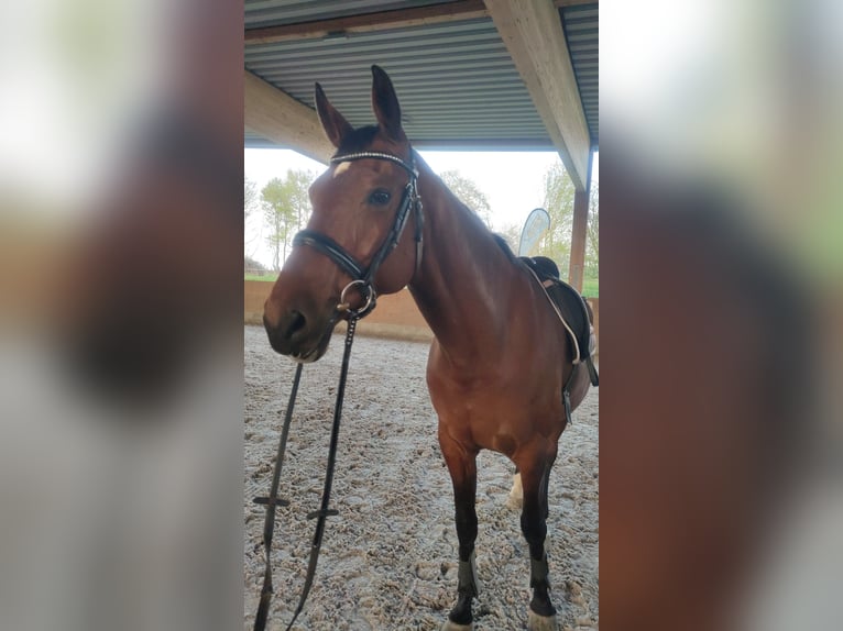 Trakehner Caballo castrado 16 años 171 cm Castaño in G&#xFC;nzburg