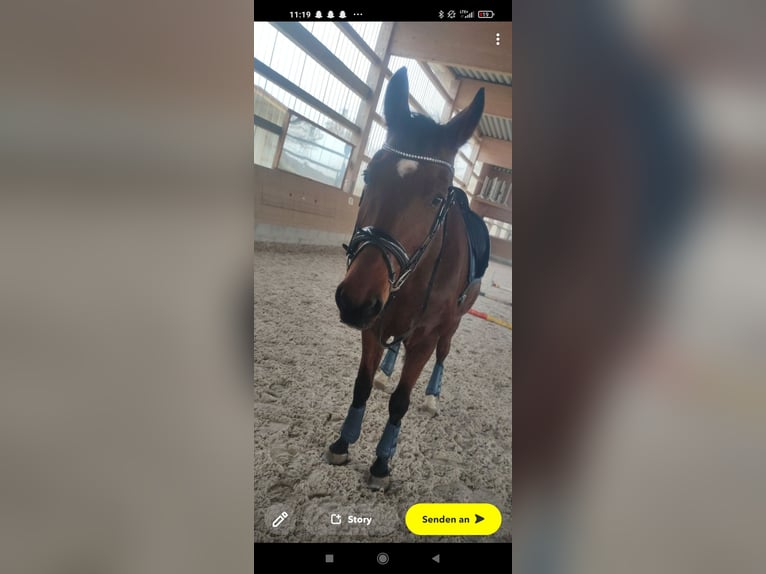 Trakehner Caballo castrado 16 años 171 cm Castaño in G&#xFC;nzburg