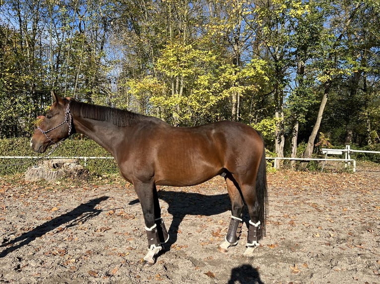 Trakehner Caballo castrado 17 años 162 cm Castaño oscuro in Kraków