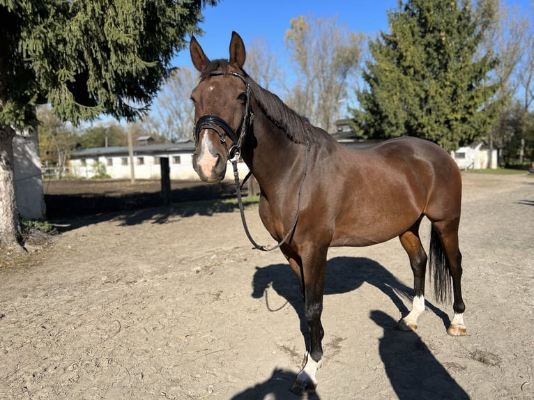 Trakehner Caballo castrado 17 años 162 cm Castaño oscuro in Kraków