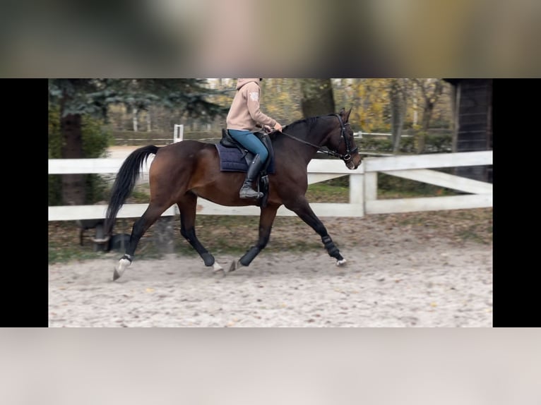 Trakehner Caballo castrado 17 años 162 cm Castaño oscuro in Kraków