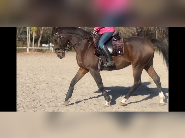 Trakehner Caballo castrado 17 años 162 cm Castaño oscuro in Kraków