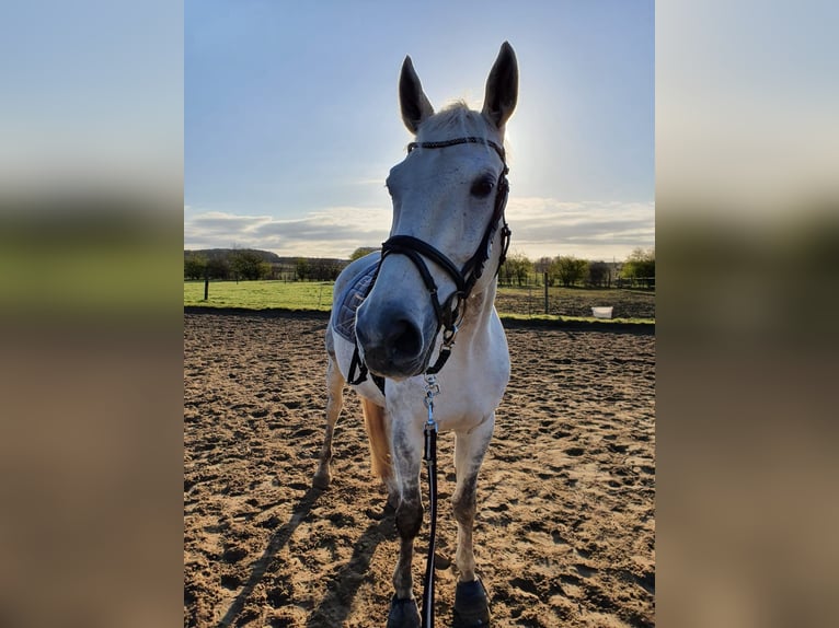 Trakehner Caballo castrado 17 años 165 cm Tordo in Gütersloh