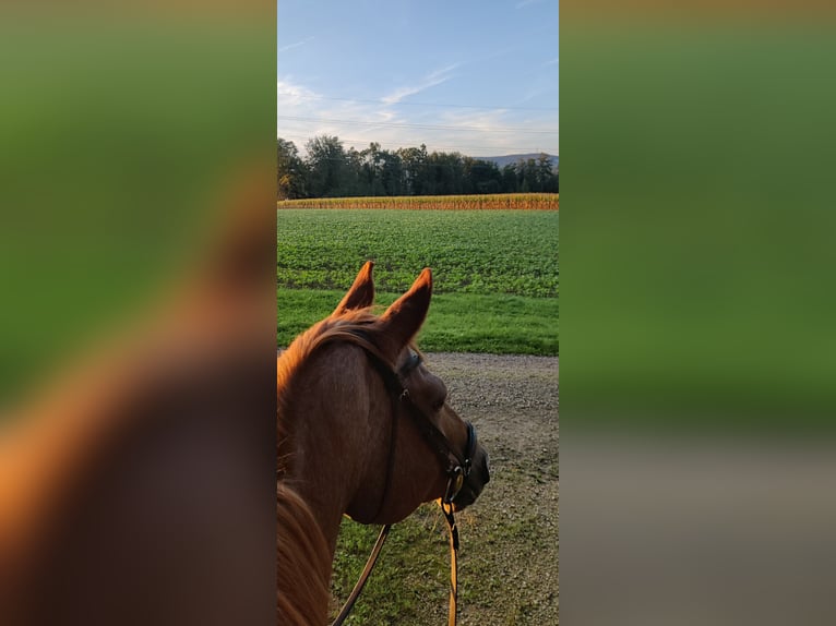 Trakehner Caballo castrado 17 años 168 cm in Weiach