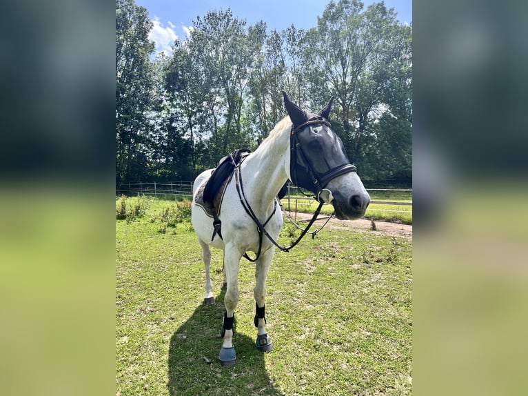Trakehner Caballo castrado 18 años 163 cm Tordo in Gronau (Leine)