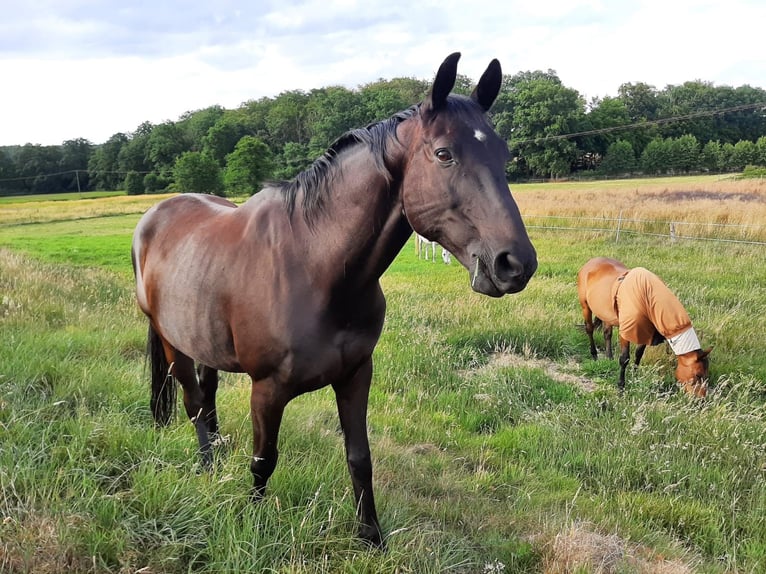 Trakehner Caballo castrado 18 años 165 cm Morcillo in BelmBelm