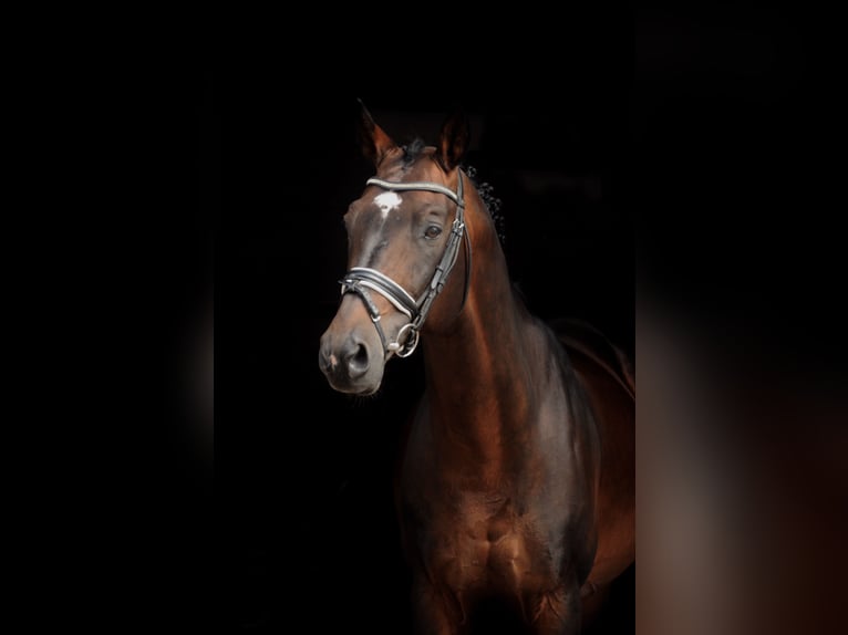 Trakehner Caballo castrado 19 años 165 cm Castaño in Wartenberg