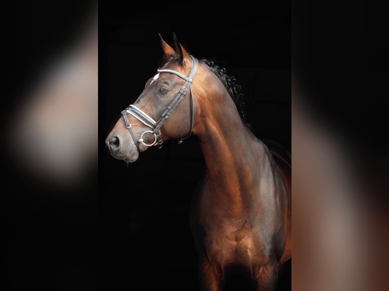 Trakehner Caballo castrado 19 años 165 cm Castaño in Wartenberg