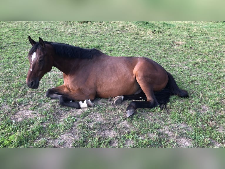 Trakehner Caballo castrado 19 años 168 cm Castaño in Seeheim-Jugenheim