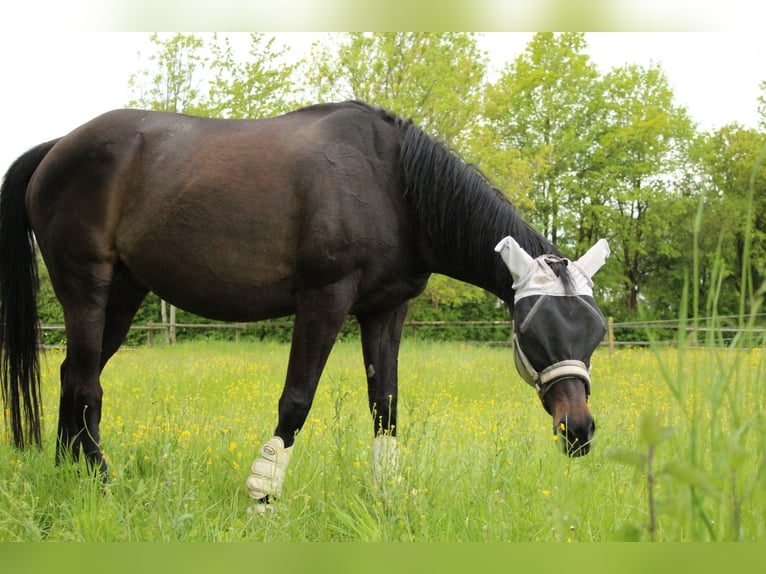 Trakehner Caballo castrado 19 años Morcillo in Königsbrunn