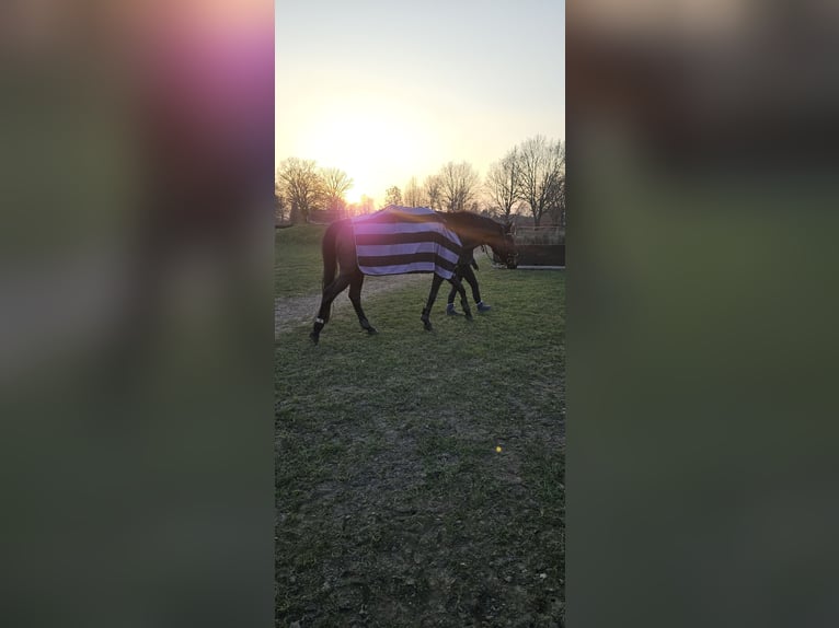 Trakehner Caballo castrado 20 años 163 cm Morcillo in Ahrensburg
